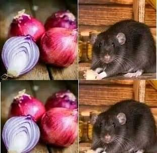 Do Onions Kill Rats? Here’s How to Use Onions to Stay Away from Rats